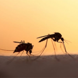 Γιατί η Google απελευθερώνει 1 εκατομ. κουνούπια τη βδομάδα; [video]
